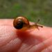 un escargot qui laisse sa bave sur la peau